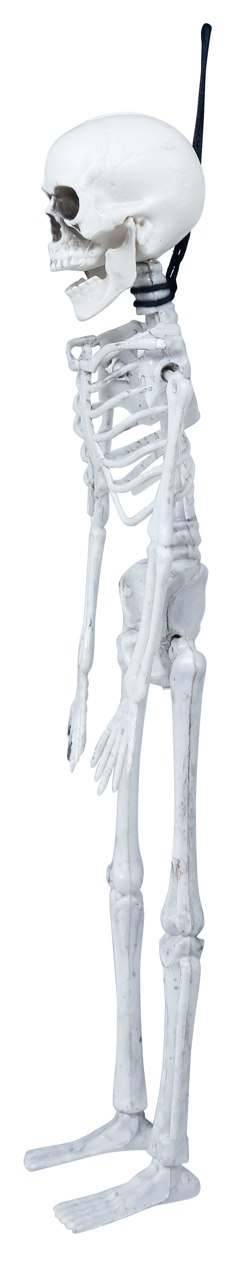 Skelet 40 cm
