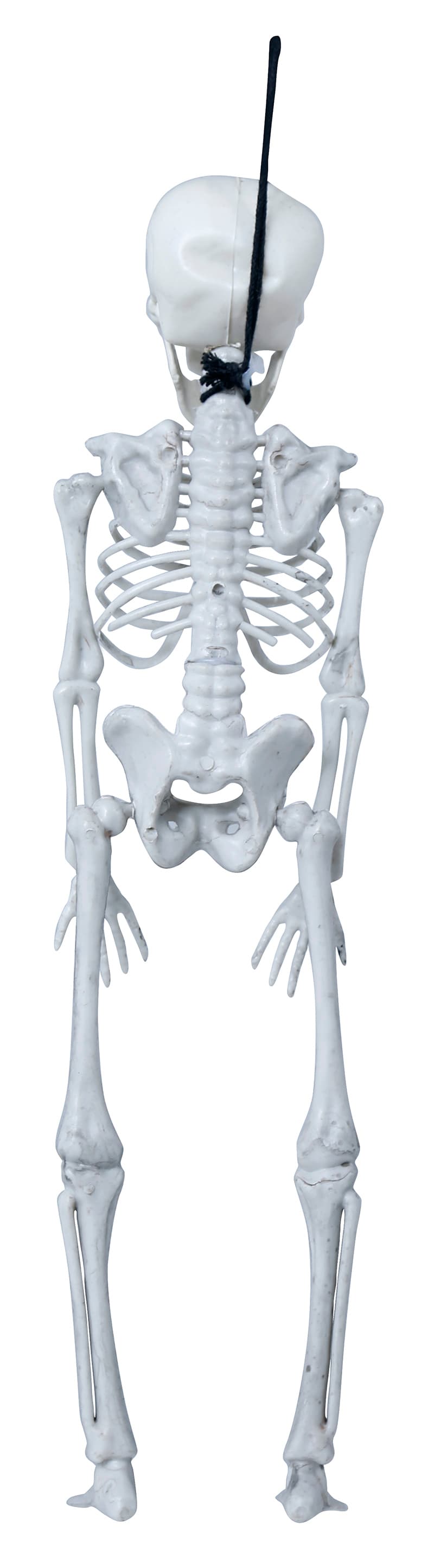 Skelet 40 cm