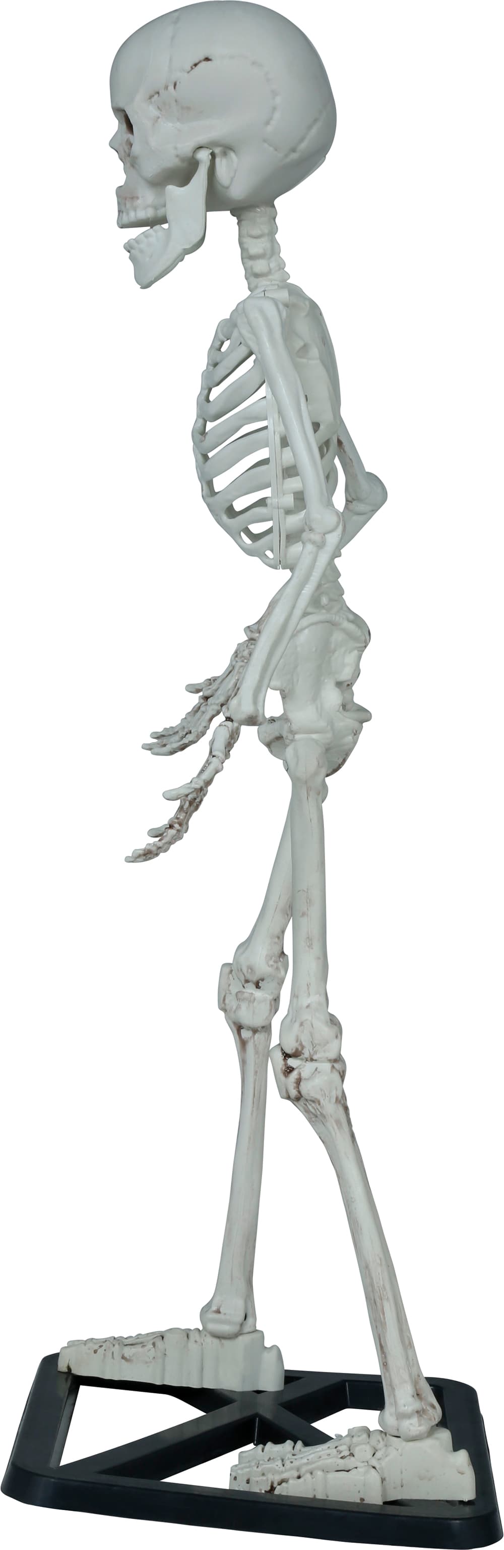 Stående skelet 55 cm
