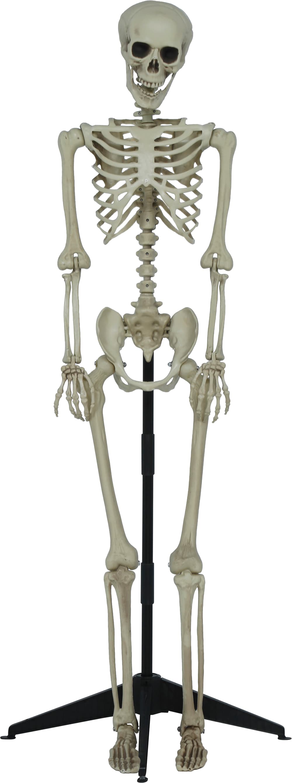 Leddelt skelet med sokkel, 155 cm