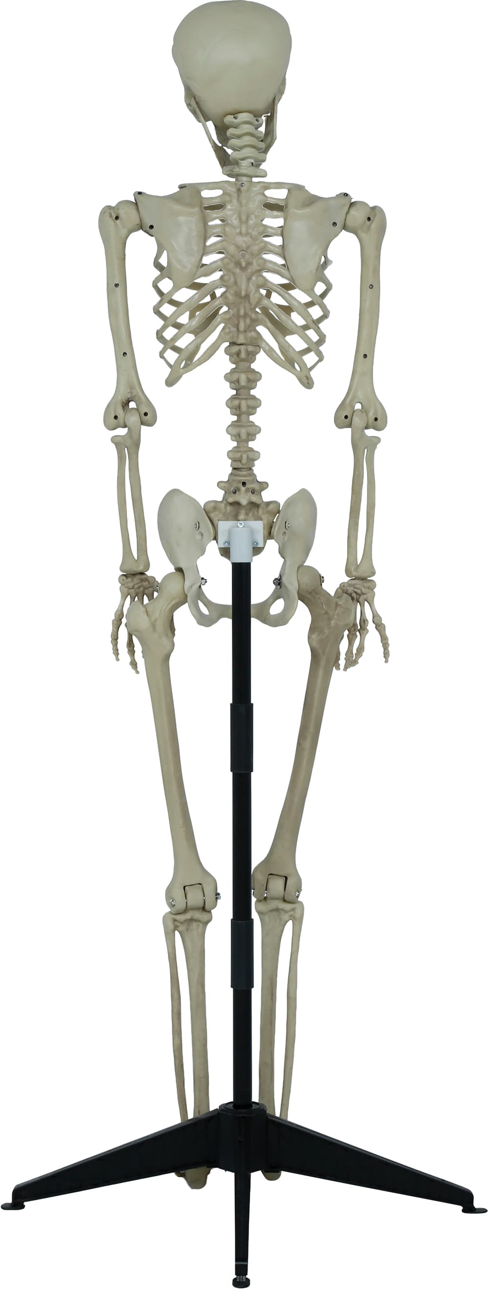 Leddelt skelet med sokkel, 155 cm
